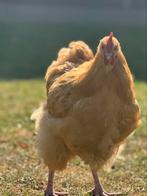 Lieve Orpington Buff haan “Fardau” zoekt een nieuw thuis, Dieren en Toebehoren, Pluimvee, Mannelijk, Kip