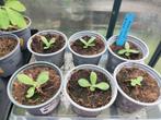 prikneus, Tuin en Terras, Planten | Tuinplanten, Ophalen, Volle zon, Groenteplanten, Eenjarig