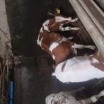 11 mrij pinken, Dieren en Toebehoren, Vrouwelijk