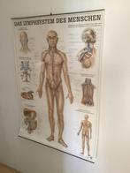 Poster: Menselijk Lymfestelsel - 70x100cm, Ophalen, Natuur en Biologie