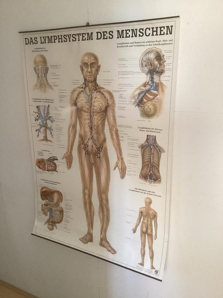 Poster: Menselijk Lymfestelsel - 70x100cm, Antiek en Kunst, Antiek | Schoolplaten, Natuur en Biologie, Ophalen