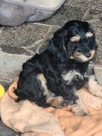 Cockapoo 9 weken nog 2 reutje beide ouders getest en vrij, Dieren en Toebehoren, Reu, 8 tot 15 weken, Meerdere, Nederland