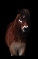Pony zoekt een zelfstandig ruitertje, Diensten en Vakmensen, Dieren | Paarden | Verzorging, Oppas en Les