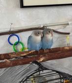 Twee jonge agapornissen, Geslacht onbekend, Dwergpapegaai of Agapornis