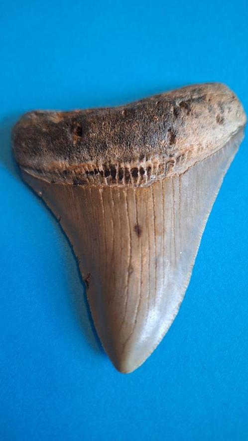 fossiel Haaientant Carcharocles Megalodon, Verzamelen, Mineralen en Fossielen, Fossiel, Ophalen of Verzenden