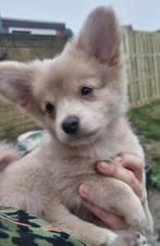 Chihuahua pup teefje muis grijs met blauwe ogen, CDV (hondenziekte), 8 tot 15 weken, Teef, Eén hond