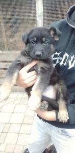 Duitse Herder Pups, Dieren en Toebehoren, Honden | Herdershonden en Veedrijvers, België, Particulier, Rabiës (hondsdolheid), 8 tot 15 weken