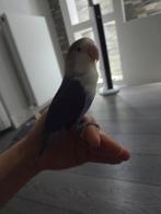 Agapornis Fischeri koppel en Grasparkieten koppel met Kooi, Meerdere dieren, Parkiet, Tam