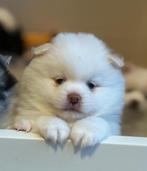 Teddydog pups met stamboom, Overige rassen, 8 tot 15 weken, Parvo, Meerdere