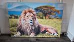 Canvas schilderij leeuw, Ophalen of Verzenden, Gebruikt
