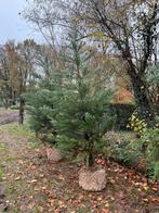 Mammoetbomen, sequoiadendron giganteum, Ophalen, Bloeit niet, Volle zon, Overige soorten