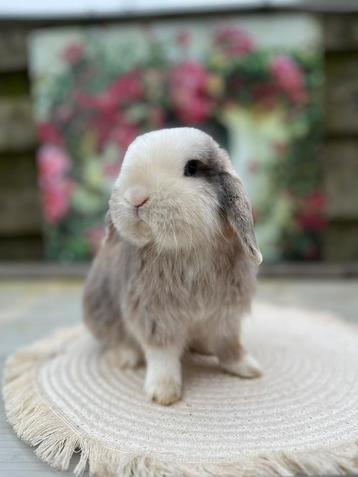 Lilac tort otter split satijn Minilop uit Denemarken🩵 beschikbaar voor biedingen