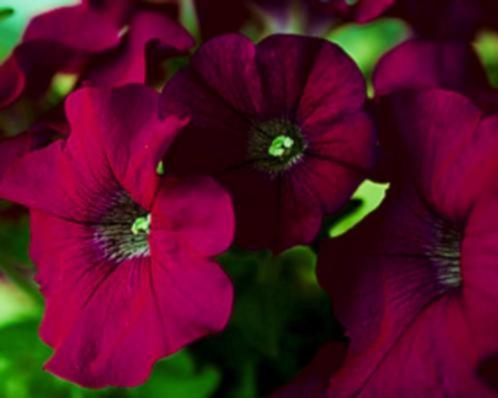 Petunia Lawine Bordeaux, Tuin en Terras, Bloembollen en Zaden, Zaad, Voorjaar, Volle zon, Ophalen of Verzenden
