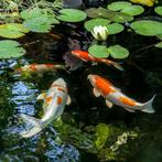 Karpers, Dieren en Toebehoren, Vissen | Vijvervissen, Karper of Koi