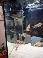Malawi cichliden vrouwtjes, Dieren en Toebehoren, Vissen | Aquariumvissen, Vis