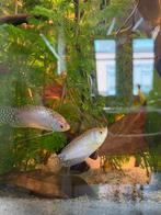 Gourami, Dieren en Toebehoren, Ophalen, Zo goed als nieuw