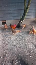 Welsumer krielen, Meerdere dieren, Kip
