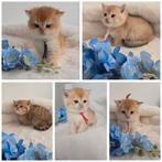 Britse Korthaar Golden Shaded kittens met stamboom, Dieren en Toebehoren, Katten en Kittens | Raskatten | Korthaar, Meerdere dieren