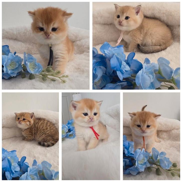 Britse Korthaar Golden Shaded kittens met stamboom, Dieren en Toebehoren, Katten en Kittens | Raskatten | Korthaar, Meerdere dieren