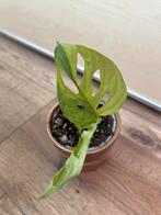Monstera adansonii aurea variegata, Huis en Inrichting, Kamerplanten, Ophalen of Verzenden
