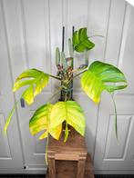 laatste kans: epipremnum pinnatum skeleton key, Ophalen, Overige soorten, Halfschaduw, Minder dan 100 cm