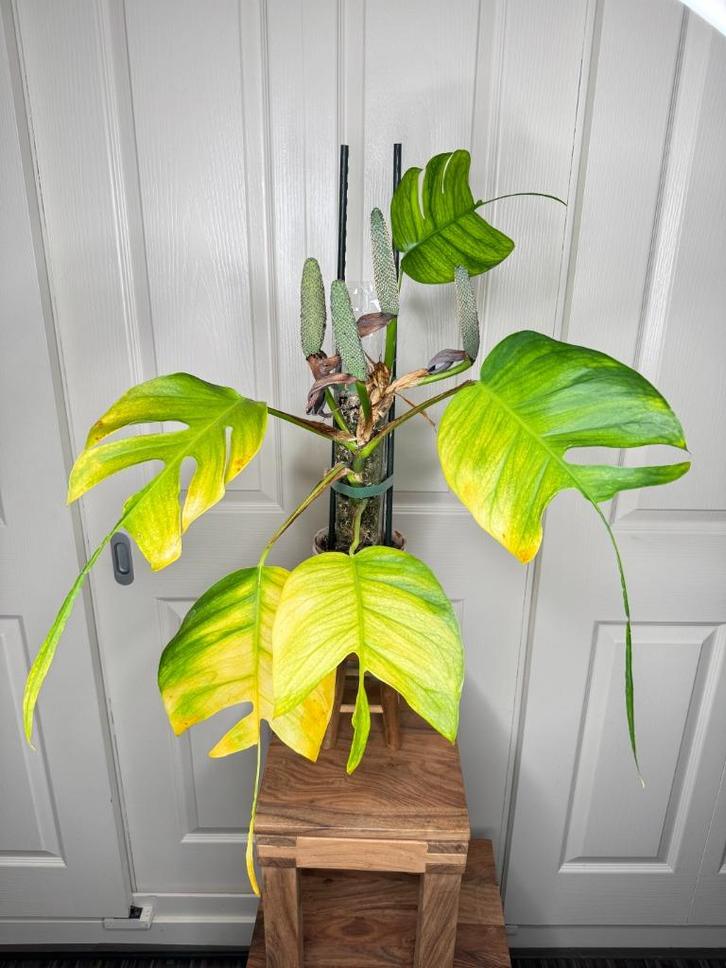 laatste kans: epipremnum pinnatum skeleton key, Huis en Inrichting, Kamerplanten, Overige soorten, Minder dan 100 cm, Halfschaduw