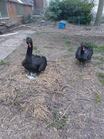 Zwarte zwaan, Dieren en Toebehoren, Meerdere dieren, Gans of Zwaan