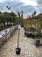 Prunus Avium Regina Kersenboom, Overige soorten, Lente, 100 tot 250 cm, Ophalen