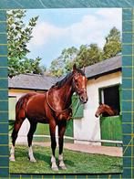 Paard voluit en paard in staldeur., Verzamelen, Ansichtkaarten | Dieren, Ophalen of Verzenden, 1960 tot 1980, Ongelopen, Paard