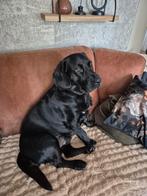 Herplaatser, 1 tot 2 jaar, Eén hond, Nederland, Particulier