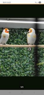 Koppel majoor putters, Meerdere dieren, Wildzangvogel