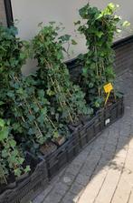 Hedera hibernica 80/100 t/m 150/175cm Ierse klimop gestokt, Ophalen, Vaste plant, Bloeit niet, Halfschaduw