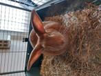 Lola zoekt huis/tuin., Dieren en Toebehoren, Vrouwelijk, Middelgroot, 0 tot 2 jaar