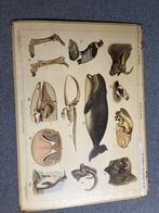 Schoolplaat te koop, Ophalen, Natuur en Biologie
