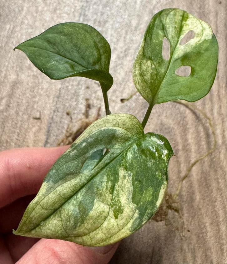Prachtig stekje Monstera Adansonii Albo Variegata Mint, Huis en Inrichting, Kamerplanten, Minder dan 100 cm, Halfschaduw, Ophalen of Verzenden
