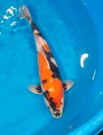 Showa Dainchi met certificaat 3 sterren, Karper of Koi