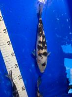 Koi, Dieren en Toebehoren, Vissen | Vijvervissen, Karper of Koi