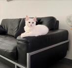 Maine Coon Kitten, Kater, Ontwormd, 0 tot 2 jaar