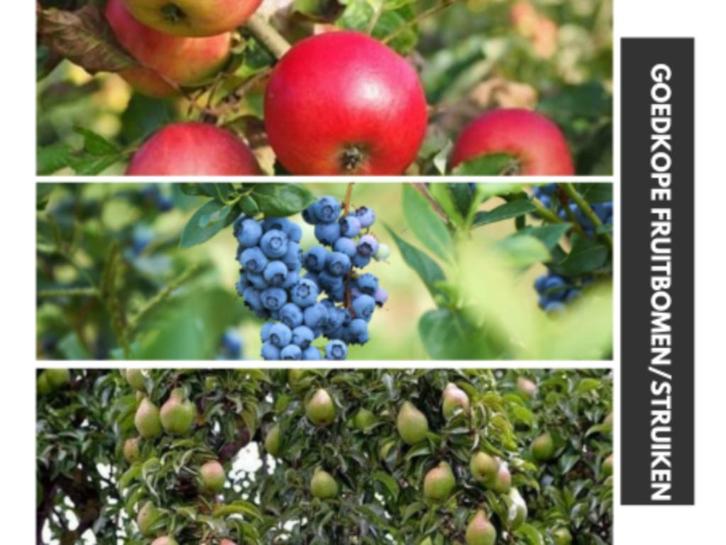 Goedkope fruitbomen appelbomen perenbomen pruimenbomen, Tuin en Terras, Planten | Fruitbomen, Overige soorten, Lente, In pot, Ophalen of Verzenden