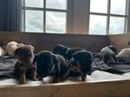 Jack russel puppy, Jack Russell Terriër, Reu, CDV (hondenziekte), 8 tot 15 weken