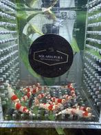 Caridina Red Bee - op kraanwater gekweekt- Siergarnaal, Dieren en Toebehoren, Vissen | Aquariumvissen, Kreeft, Krab of Garnaal