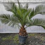 Jubaea Chilensis - Kokospalm g14542, Tuin en Terras, Planten | Tuinplanten, Ophalen of Verzenden