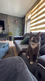 Mooie Katten zoeken nieuwe warme huis, Dieren en Toebehoren, Katten en Kittens | Raskatten | Korthaar, 3 tot 5 jaar