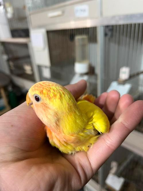 2 Agaporniden (Tam) Super mooie kleuren!, Dieren en Toebehoren, Vogels | Parkieten en Papegaaien, Dwergpapegaai of Agapornis, Meerdere dieren