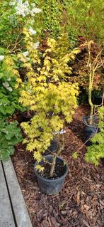 Acer palmatum Gekko Nishiki tuin bonsai, Bloeit niet, Halfschaduw, Overige soorten, 100 tot 250 cm