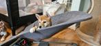 Shiba Inu Pups, Dieren en Toebehoren, CDV (hondenziekte), 8 tot 15 weken, Meerdere, Meerdere dieren