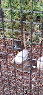 Kwartels, Dieren en Toebehoren, Vogels | Overige Vogels, Mannelijk, Tropenvogel