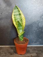 Kleine Stek Sanseveria Laurentii - nr.1, Overige soorten, Ophalen of Verzenden, In pot, Minder dan 100 cm