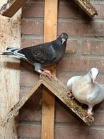 Sierduiven piepers, Dieren en Toebehoren, Vogels | Duiven, Geslacht onbekend, Overige soorten