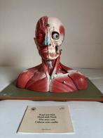 Somso anatomisch model anatomie mens hoofd nek schouders, Antiek en Kunst, Curiosa en Brocante, Ophalen of Verzenden